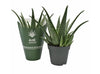 Aloe MEDIVERA® Tropical - Ø14cm - ↕30cm