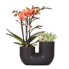 Kolibri Orchids | Set van oranje orchidee Bolzano en succulent in Tube sierpot black - potmaat Ø9cm | bloeiende kamerplant - vers van de kweker