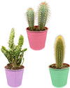 Cactus Palen Mix - 8.5cmØ- 15-20cm hoog - (3 Stuks) - Colored Zinc - Ø9.5 cm