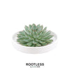 ROOTLESS Succulent Echeveria Pulidonis in schaal 'wit' Ø20 cm - ↕5 cm