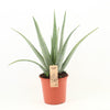 Aloe Vera P24 OUTDOOR - Ø24cm - ↕70cm