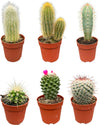 Cactus Mix - 6.5cmØ - 8-15cm hoog- (6 Stuks) - Normal - Ø6.5 cm