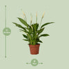 Spathiphyllum Bingo Cupido - Ø12cm - ↕45cm