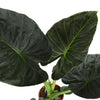 Alocasia Regal Shield Ø21cm - ↕100cm in Albury NATURAL mand