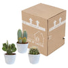 Cactus mix 10.5 cm - 3x - in witte pot