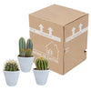 Cactus mix 8.5 cm - 3x - in witte pot