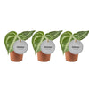 Actie: Anthurium Silver Blush - 3 stuks - Ø6cm - ↕15cm