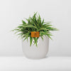 Chlorophytum Ocean 15cm in ELHO Vibes Fold 16cm round silky white