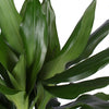 Dracaena Janet Lind Ø21cm - ↕90cm in Albury natural mand