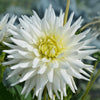 Flowerbulbs Amsterdam - 12 dahlia playa blanca knollen voor 2 m², cactusvormige bloemen