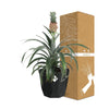 Ananas Mi Amigo in 14cm b.for rock living black