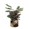 Calathea Makoyana Ø21cm - ↕70cm in Albury BLACK print mand