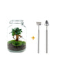 DIY terrarium - Jar - Ficus Ginseng bonsai - ↕ 28 cm - Rake + Shovel