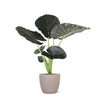 Alocasia Regal Shield Ø24cm - ↕110cm in Boule TAUPE pot