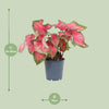 Caladium Sweetheart - Ø12cm - ↕25cm