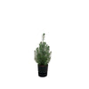 Combi deal - Pinus Pinea inclusief elho Greenville Round zwart Ø18 - 50 cm