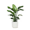 Strelitzia Nicolai - Ø21cm - ↕80cm in Vibes WIT pot