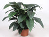 Spathiphyllum Sensation - Ø45cm - ↕140cm