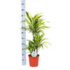 Dracaena Lemon Lime Ø21cm - ↕65cm in Boule WIT pot