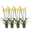 Set van 4 - Phalaenopsis Lime Light - 3 tak orchidee - 60 cm - Ø12cm