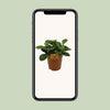 Peperomia Red Canyon - Ø15cm - ↕25cm