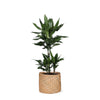 Dracaena Janet Lind Ø21cm - ↕90cm in Albury natural mand