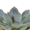 Cactus en vetplanten mix 5.5 cm | 15 stuks - in Mexicaanse pot