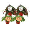 2x Pilea Peperomioides + 2x Begonia Maculata - 4 stuks - Ø12cm - ↕20cm