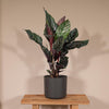 Calathea Ornata - Ø14 - ↨50cm