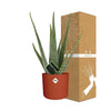 Aloe Vera 12cm in ELHO b.for soft rond 14cm brique