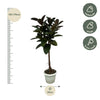 Ficus Elastica Robusta stam - 140 cm - Ø32cm