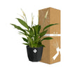 Spathiphyllum 12 Cm Torelli in 14cm b.for rock living black