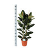 Ficus Elastica Robusta Ø24cm - ↕110cm in Boule TAUPE pot