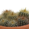 Cactus mix 5.5 cm - 5x - in terracotta pot