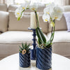 Kolibri Orchids | Set van witte orchidee Amabilis en succulent in Candy sierpotten blauw - potmaat Ø9cm & Ø6cm | bloeiende kamerplant - vers van de kweker