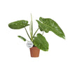 Philodendron Jose Buono - Ø15cm - ↕45cm