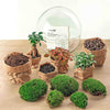 DIY terrarium - Dome XL - Ficus Ginseng Bonsai - ↕ 30 cm - Normal