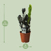 Zamioculcas Raven - Ø14cm - ↕45cm