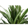 Dracaena Warneckii Ø21cm - ↕65cm in Boule OLIJF pot