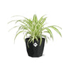 Chlorophytum Comosum Variegatum in 14cm b.for rock living black