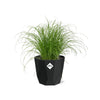 Cyperus Alternifolius Zumula in 14cm b.for rock living black