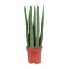 Sansevieria Straight - Ø12cm - ↕40cm