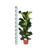 Ficus Lyrata - Ø21cm - ↕90cm in Albury NATURAL mand