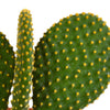 Cactus mix 10.5 cm - 3x - 12cm zonder pot