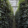 Hedera Hibernica - Klimop - Gestokt - ↨80 - 100 cm