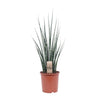 Sansevieria Fernwood Mikado - Ø19cm - ↕80cm