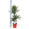 Dracaena Warneckii Ø21cm - ↕65cm in Vibes ROZE pot