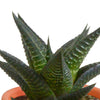 Cactus en vetplanten mix 5.5 cm | 15 stuks - in Mexicaanse pot