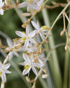 Chlorophytum saundersiae 'Starlight' - Ø19cm - ↕40cm