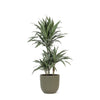 Dracaena Warneckii Ø21cm - ↕65cm in Boule OLIJF pot